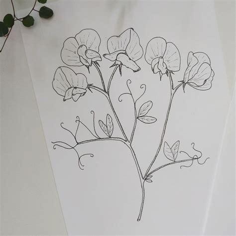 Personalised Plant Sweet Pea Illustration Botanical Illustration Ink