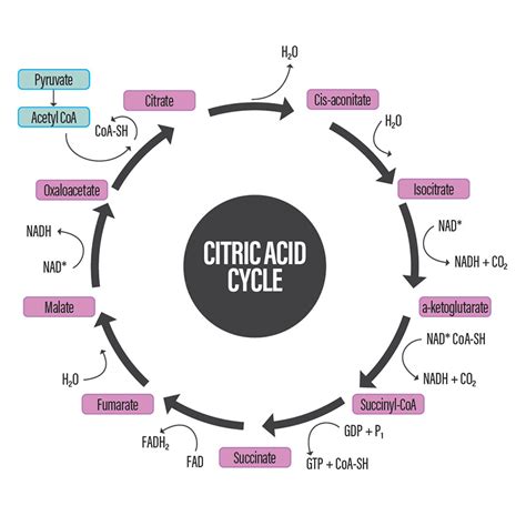 Citric Acid Cycle Botanica