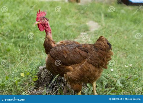 The Naked Neck Hen From Transylvania Stock Photo Image Of Cockerel