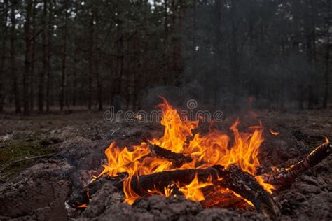 Bonfire In The Forest At Night Stock Image Image Of Outdoor