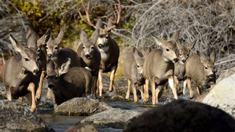 Mule Deer Migration on Video - AllOutdoor.com