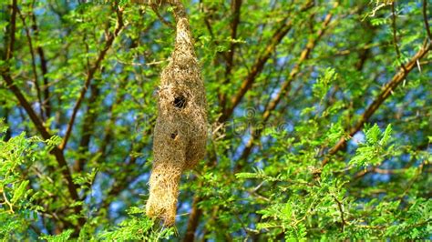 Wildlife Weaver Birds Nest On Bamboo Tree In Nature Outdoor Baya