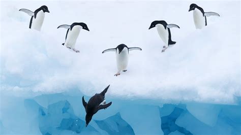 Pinguine Eis Schnee Wasser 1920x1080 Full HD 2K Hintergrundbilder, HD, Bild