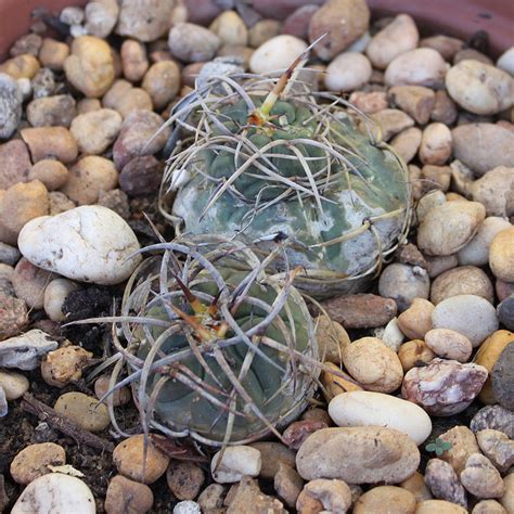 Mis 14 Gymnocalycium