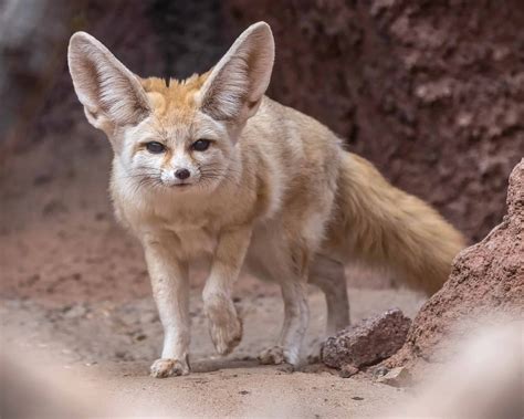 Fennec Fox Species