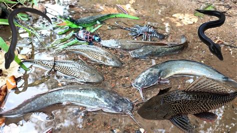 Menangkap Ikan Hias Ikan Koki Ikan Guppy Moly Balon Manfish Cupang