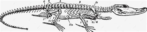 Crocodile Skeletonvintage Illustration Crocodile Anatomy Black Vector, Crocodile, Anatomy, Black ...