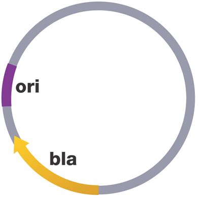 plasmids archives  microbiology