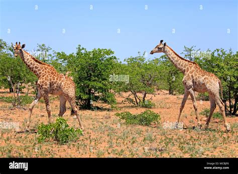 Southern Giraffes Giraffa Camelopardalis Giraffa Adult Walking