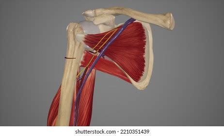 245 Axillary Vein Images, Stock Photos & Vectors | Shutterstock