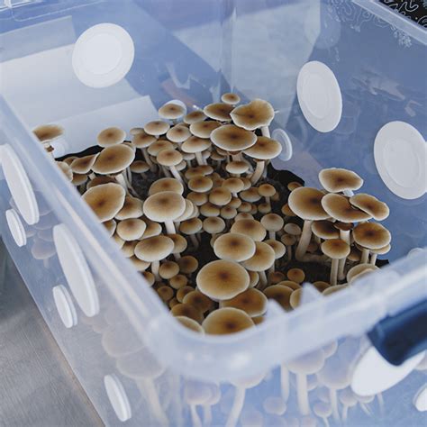 How To Make A Monotub The Complete Monotub Tek Guide For Growing