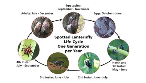 Spotted Lanternfly Biology and Lifecycle | CALS