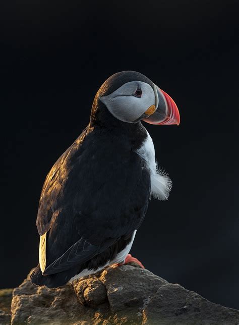 Iceland Puffins and More — Mark Buckler Photography