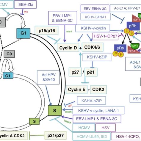 Overview of the eukaryotic cell cycle. The eukaryotic cell cycle... | Download Scientific Diagram