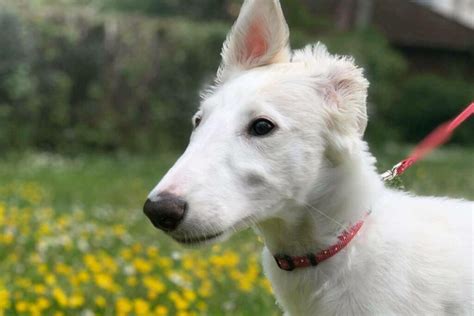 Borzoi Price How Much Does A Borzoi Puppy Cost