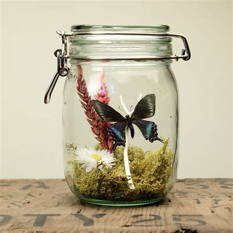 Butterfly In A Jar