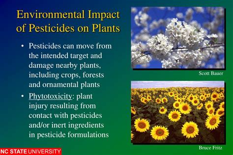 Ppt Environmental Effects Of Pesticides Powerpoint Presentation Free