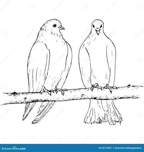 Two Doves At Tree Branch Stock Vector Illustration Of Drawing