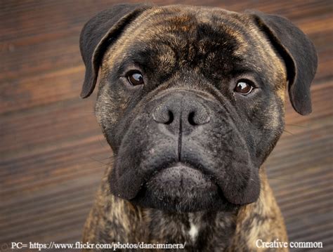 Brindle Bullmastiff Dog - Bullmastiff Dog Information Center