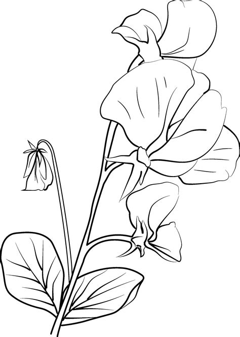 Sweet Pea Flower Drawings Sweet Pea Flowers Colorless Black And White