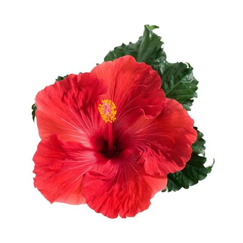 Hibiskus R A Chi Ska Doniczkowy Hibiscia Volcano