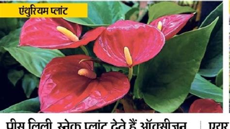 There Is A Demand For Plants With Colorful Leaves Instead Of Flowers