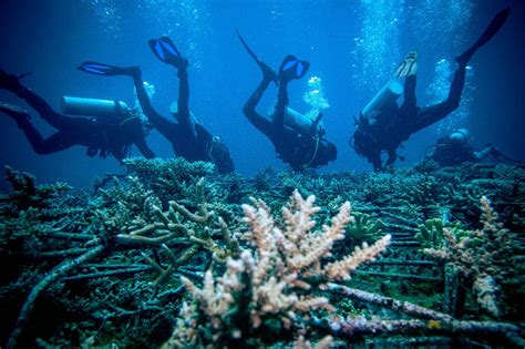 Rehabilitasi Terumbu Karang Hiasi Coral Triangle Day Di Kawasan