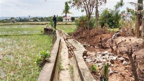 Saluran Irigasi Ambruk Puluhan Hektare Sawah Di Kuta Baro Terancam Tak