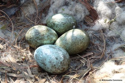 Blaue Vogeleier Welcher Vogel Legt Sie Gartenlexikon De