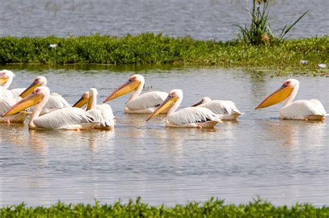 Rift Valley Lakes in Ethiopia - Tour Operators in Ethiopia | OVERLAND ...