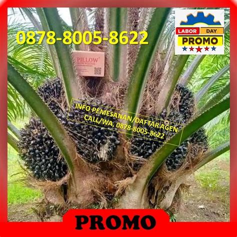 Pupuk Terbaik Untuk Kelapa Sawit TERBUKTI 087880058622 Perkebunan Di