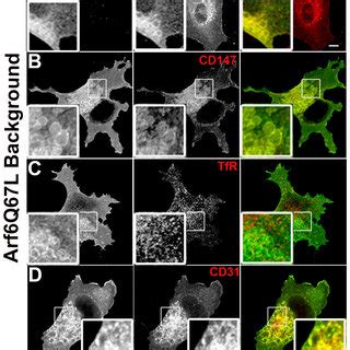 Cie But Not Cme Cargo Proteins Accumulate In Arf Q L Vacuoles