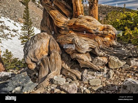 Trunk Of Bristlecone Pine Pinus Longaeva Great Basin National Park