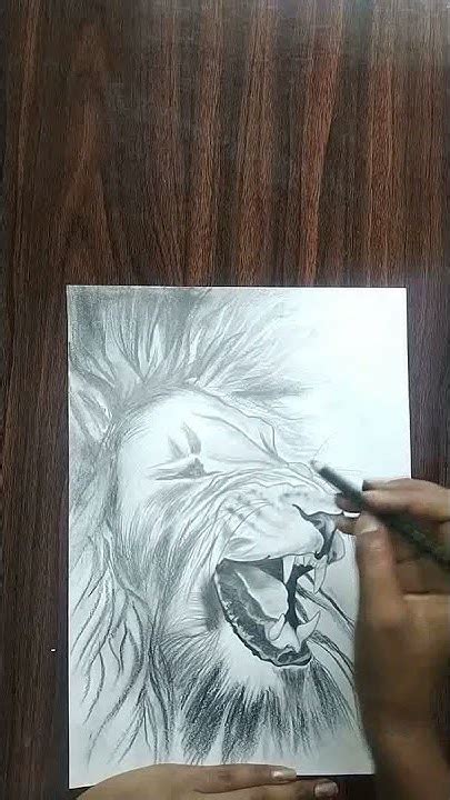 How To Draw Lion Easy Step By Step Lion Drawing Pencil Drawing