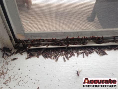 What Do I Do If I Find Termites At Home Accurate Termite And Pest Control