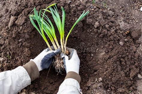 Daffodil Bulb Flower Seedlings With Sprouted Leaves In The Gardener