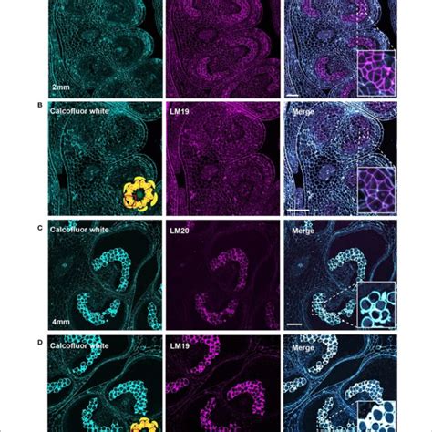 Calcofluor White Staining Of Pollen Development Fluorescent Download Scientific Diagram