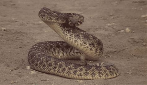 Snake Rattlesnake GIF - Find & Share on GIPHY