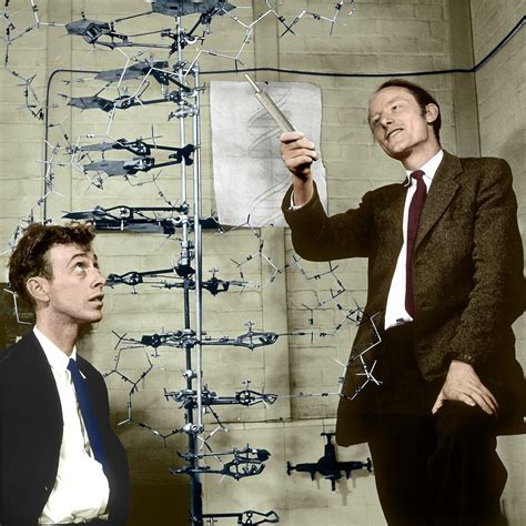 Watson and Crick with their DNA model – Bild kaufen – 12491626 Science Photo Library