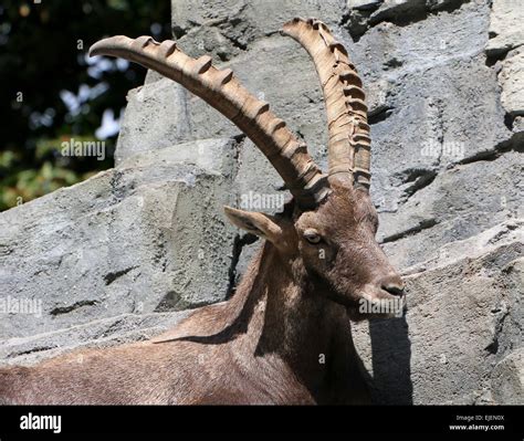 resting alpine ibex buck capra ibex  large horns stock photo alamy