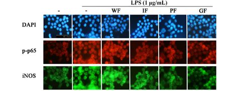 Immunofluorescence Staining To P P And Inos In Lps Induced Raw