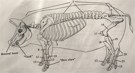 Pig Skeleton Diagram | Quizlet