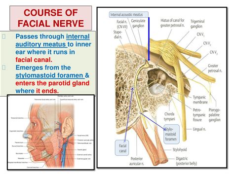 Ppt Nerve Supply Of Face 5 Th And 7 Th Cranial Nerves Powerpoint Presentation Id340106