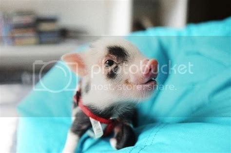 Teacup Pigs - www.NoelBoyd.com