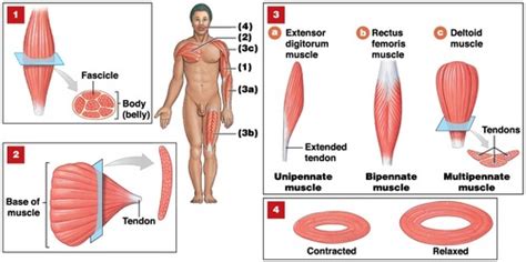 Anatomy Lab Axial Muscles Anatomy Lab Skeletal Muscles Of Upper