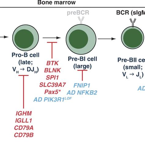 Intracellular Signaling Pathways And Transcriptional Networks Necessary