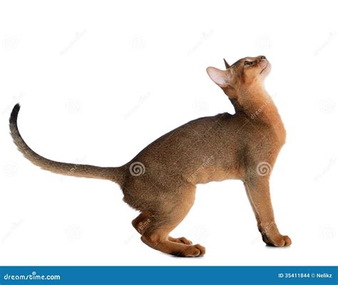 Gato Joven Abisinio Aislado En El Fondo Blanco Foto De Archivo Imagen