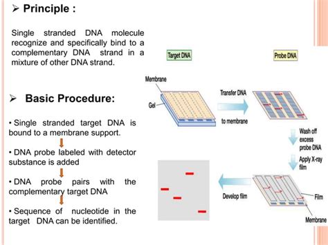 nucleic acid hybridization