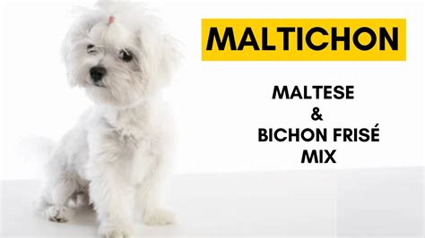 Maltichon - Top 10 Interesting facts About Maltese and Bichon Frisé Dog ...