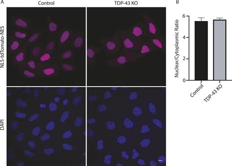 Pleiotropic Requirements For Human TDP 43 In The Regulation Of Cell And